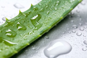 Green leaf of aloe with drops of water